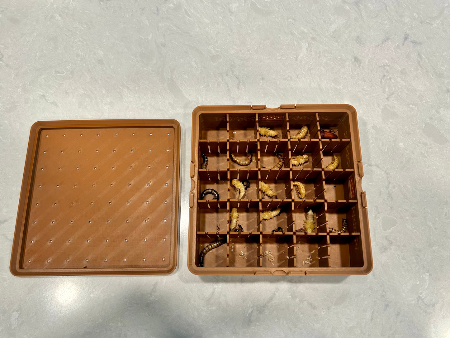 Superworm Pupation Station (25 slots) Easy Isolation System
