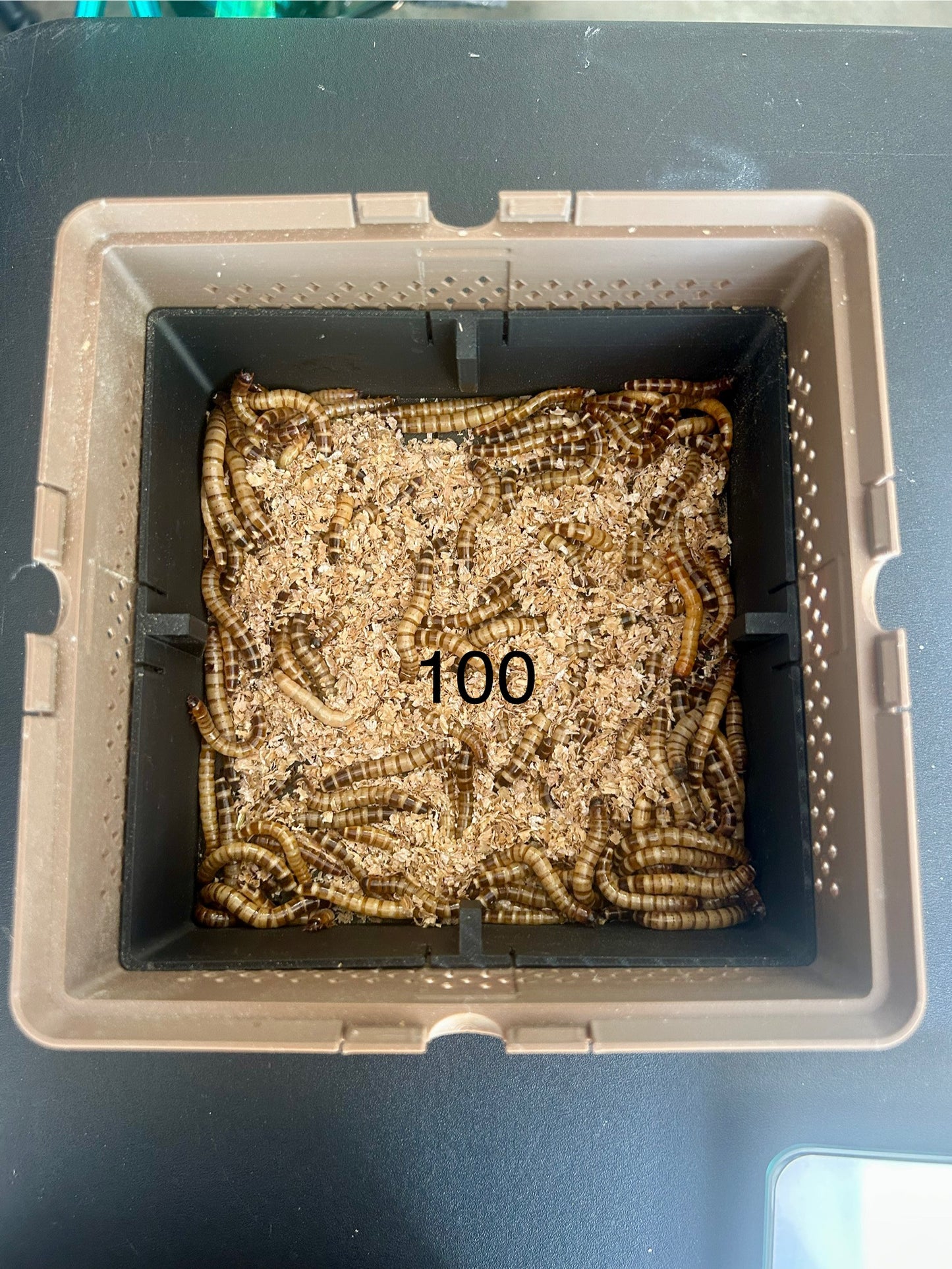 3-Tier Superworm Squirm Stack System