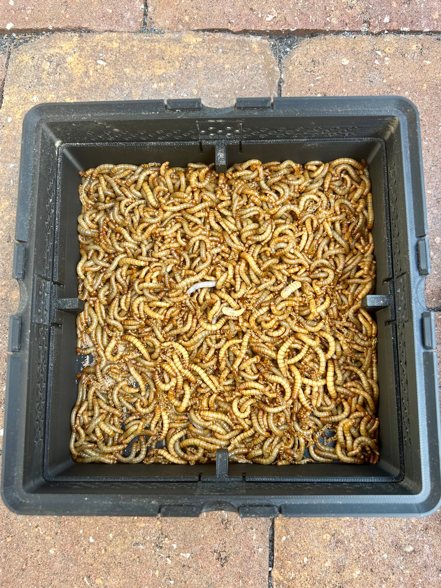 Complete Mealworm Farm Starter Bundle: SquirmStack + Beetles & Mealworms + Wheat Bran