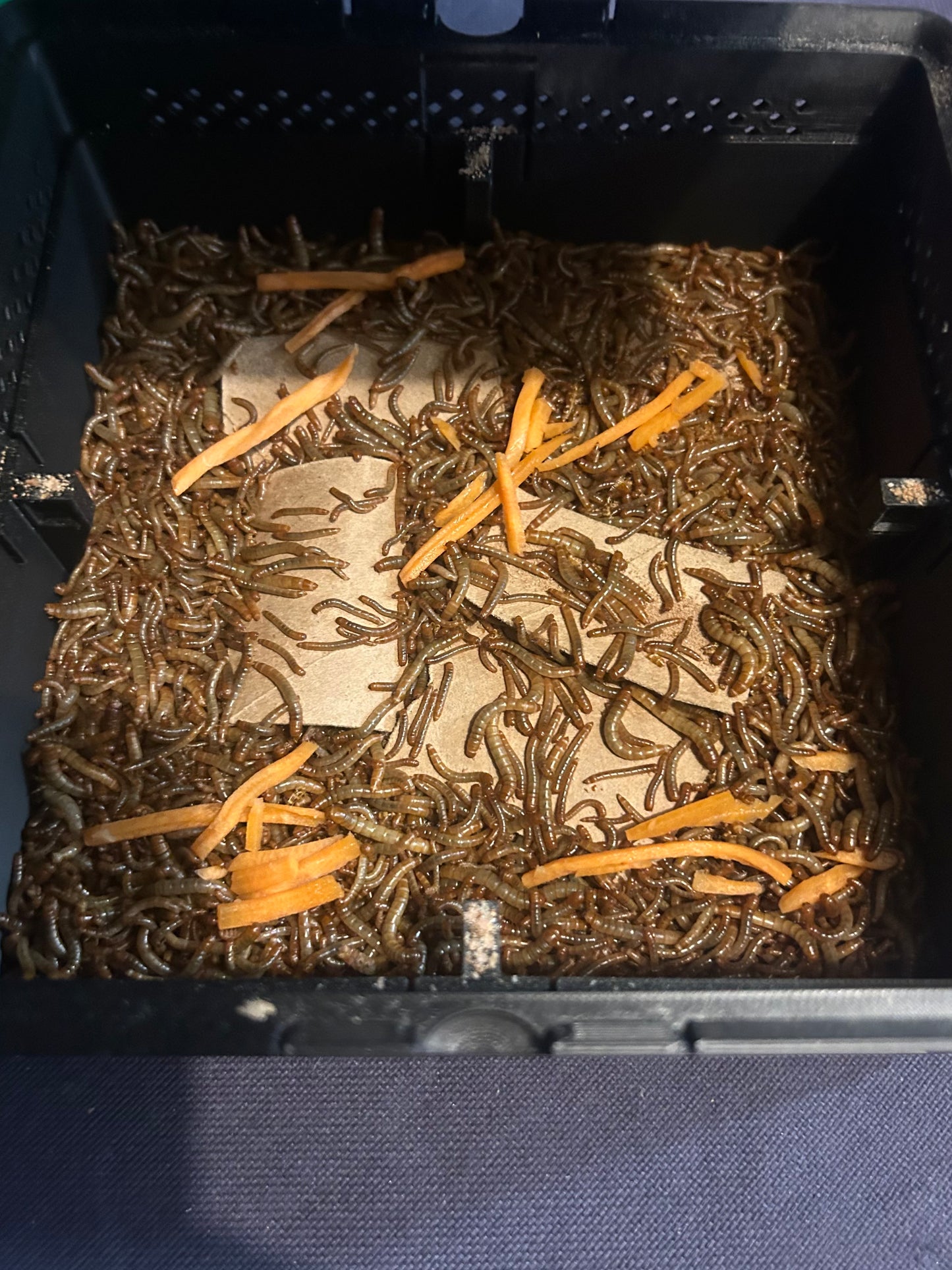 3-Tier Mealworm Squirm Stack System