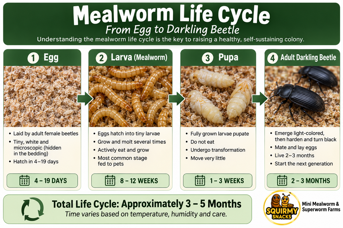 Mealworm Life Cycle: From Egg to Darkling Beetle