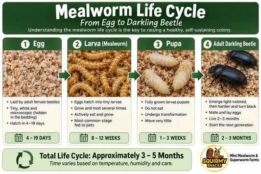 Mealworm Life Cycle: From Egg to Darkling Beetle