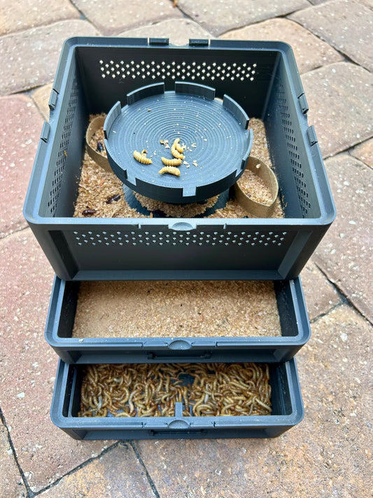 SquirmStack vs. DIY Mealworm Farm: Which Is Right for You?