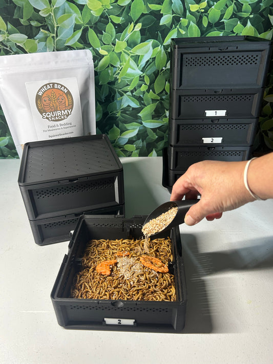 What Do Mealworms Eat? A Complete Feeding Guide