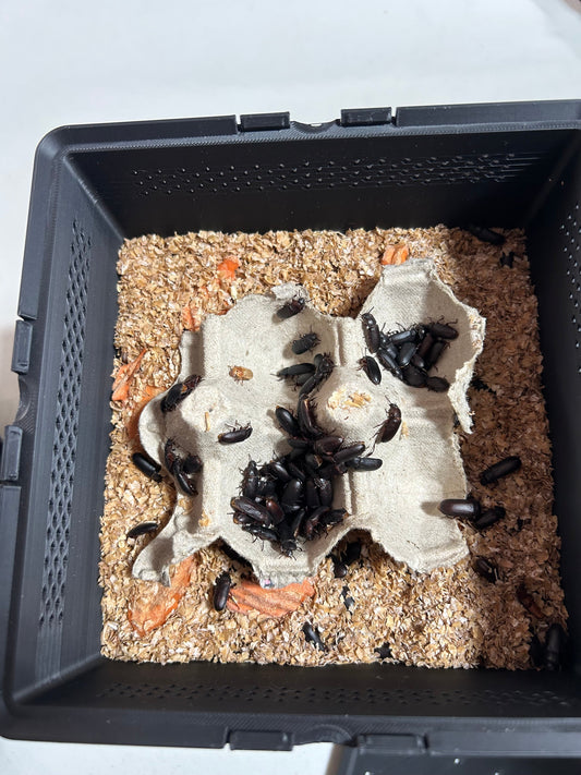 How Many Beetles Can You Keep in a SquirmStack Mini Mealworm Farm?