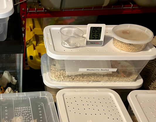 How I Accidentally Started My Mealworm Farm (And Why You Might Want One Too)