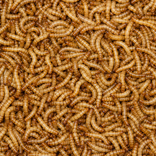 How Many Mealworms Can 100 Darkling Beetles Produce?
