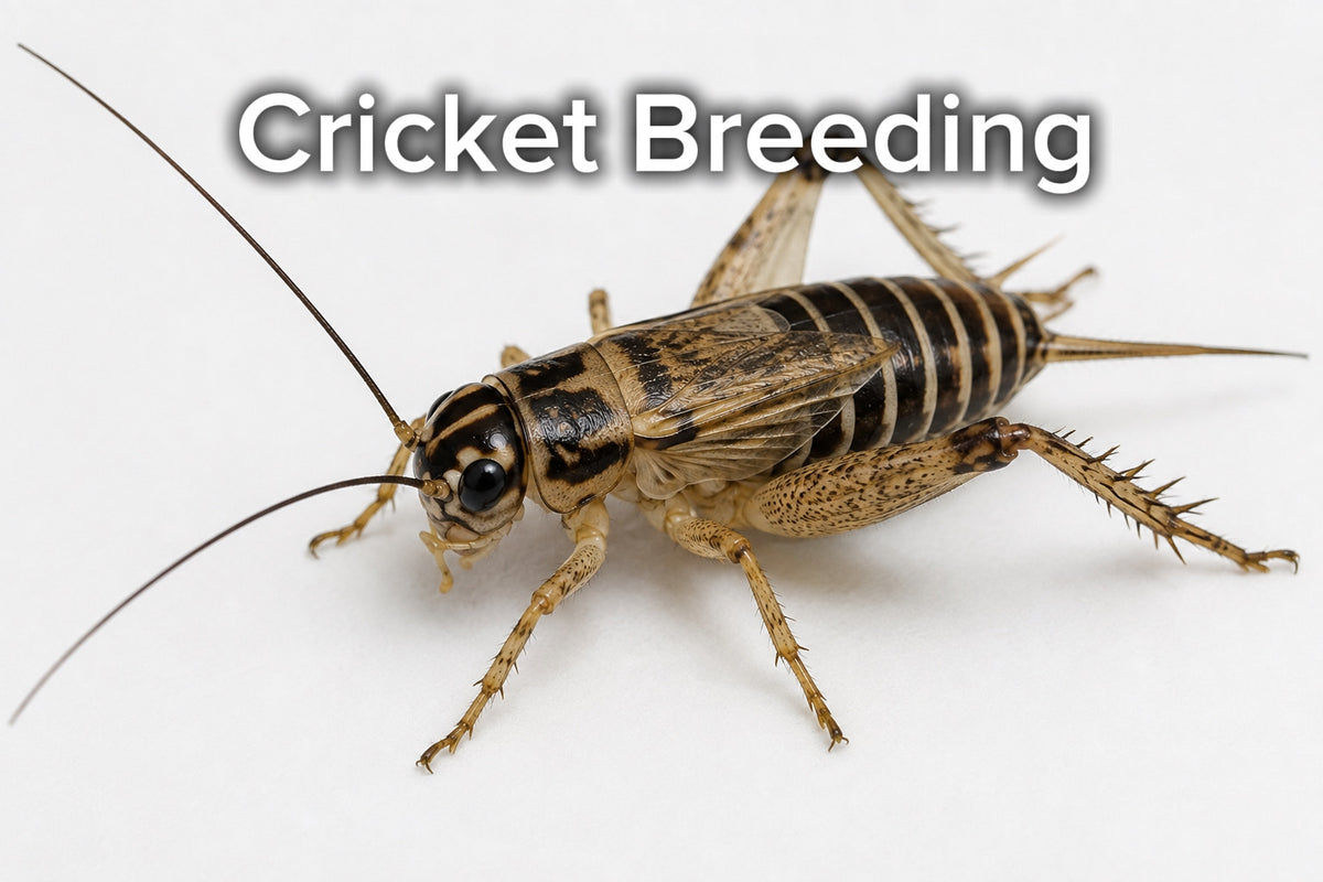 Cricket Breeding