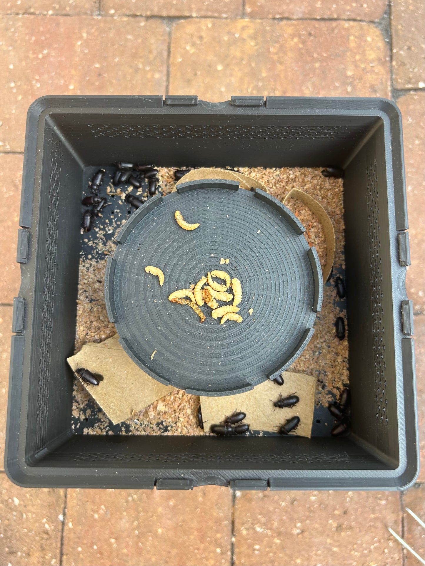 Complete Mealworm Farm Starter Bundle: SquirmStack + Beetles & Mealworms + Wheat Bran