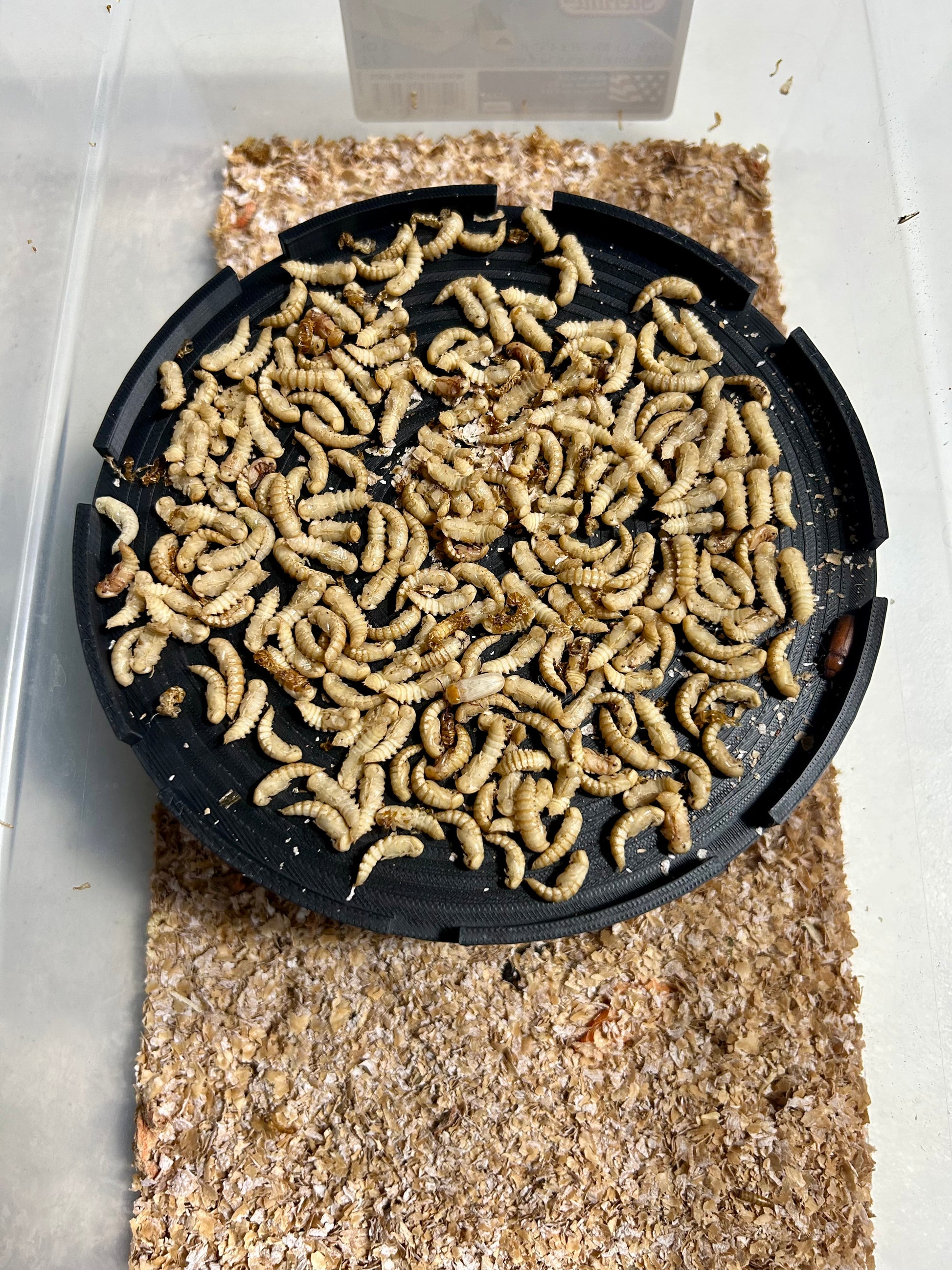 200+ Mealworm Pupae 