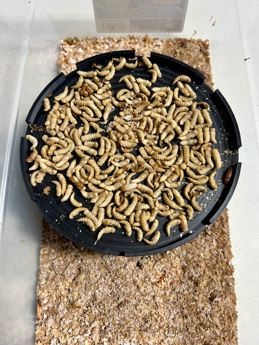 200+ Mealworm Pupae 
