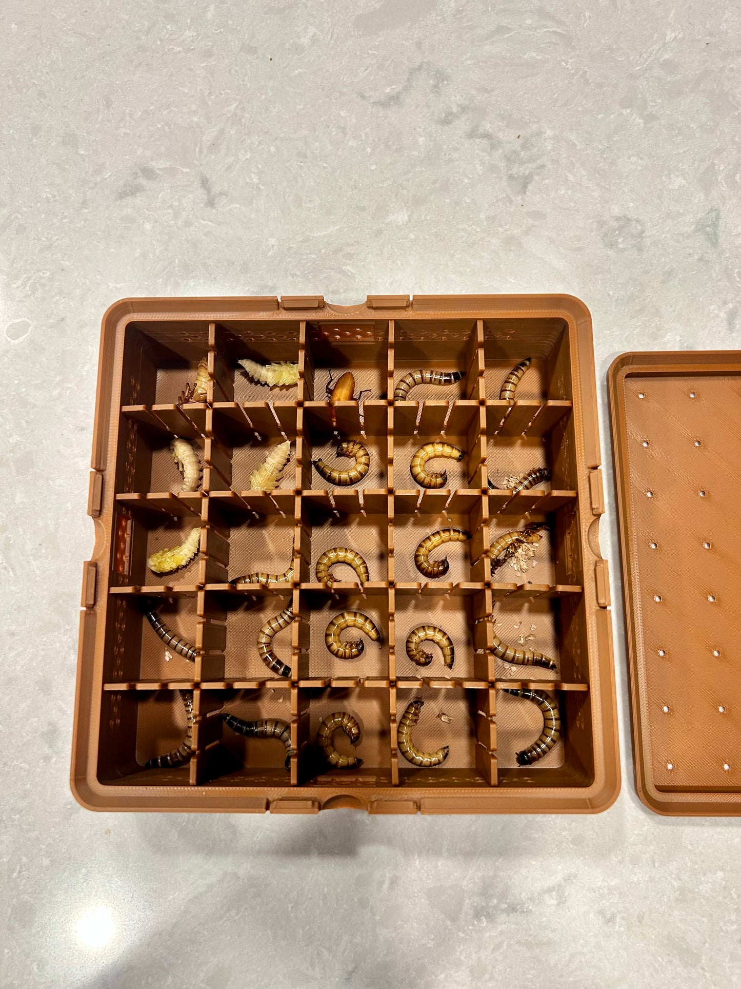Superworm Pupation Station (25 slots) Easy Isolation System