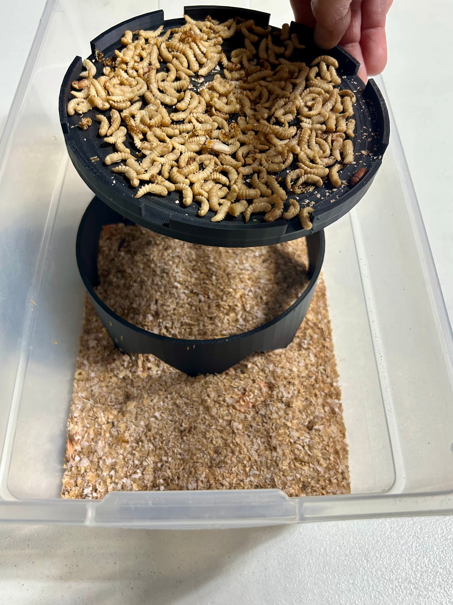 Large Mealworm Pupae Sanctuary