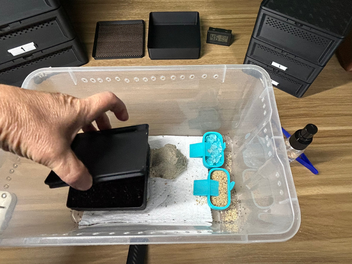 The Cricket Egg Guardian Lay Bins-Basics