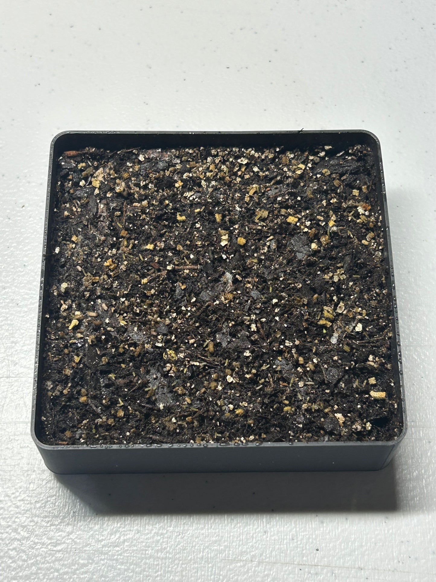 The Cricket Egg Guardian Lay Bin System