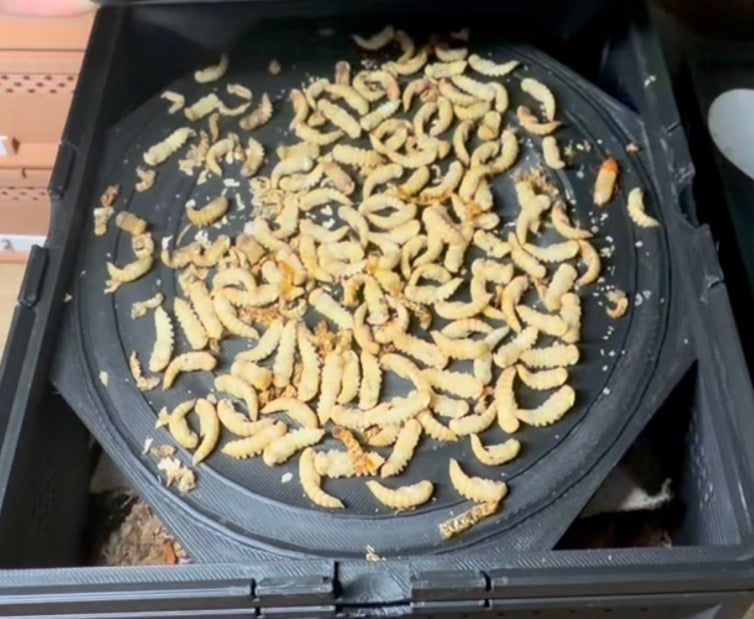Pupae Penthouse for Mealworm SquirmStack | Pupae Nursery & Beetle Bin Space Upgrade | Mealworm Breeding Accessory