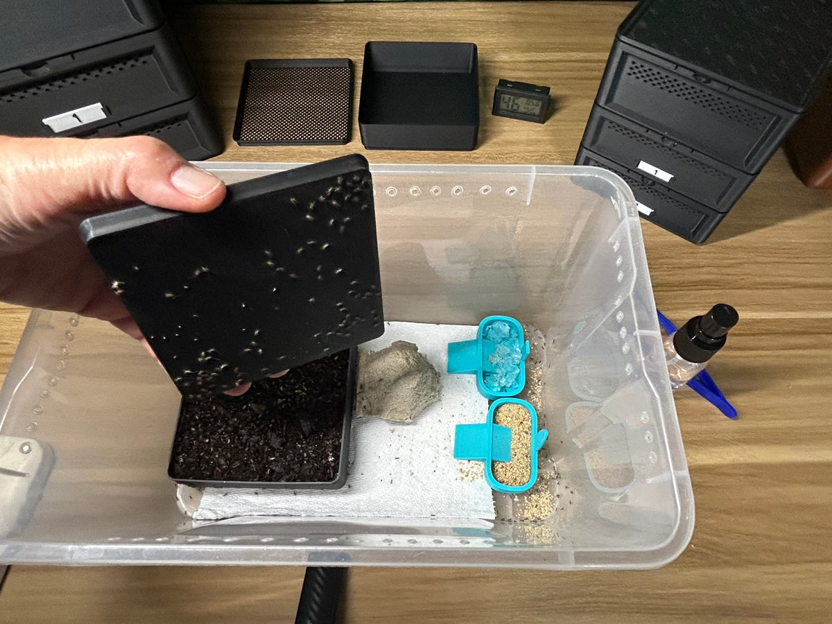The Cricket Egg Guardian Lay Bins-Basics