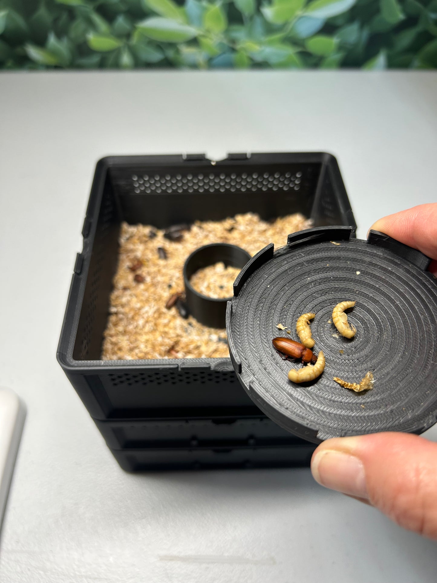 Micro Mealworm SquirmStack- Mealworm Farm/Colony
