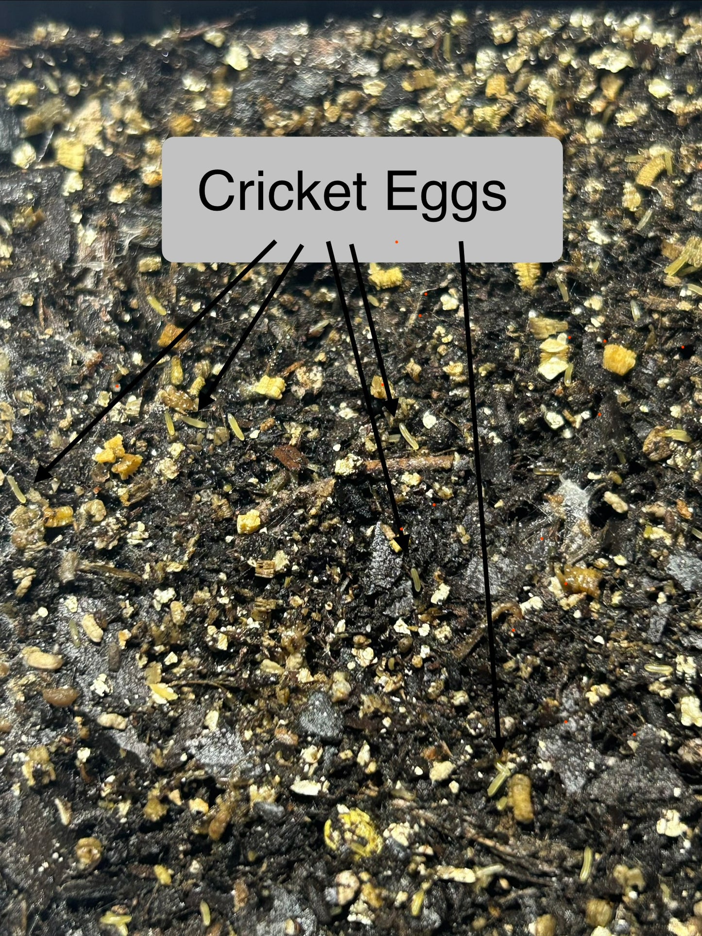 The Cricket Egg Guardian Lay Bin System