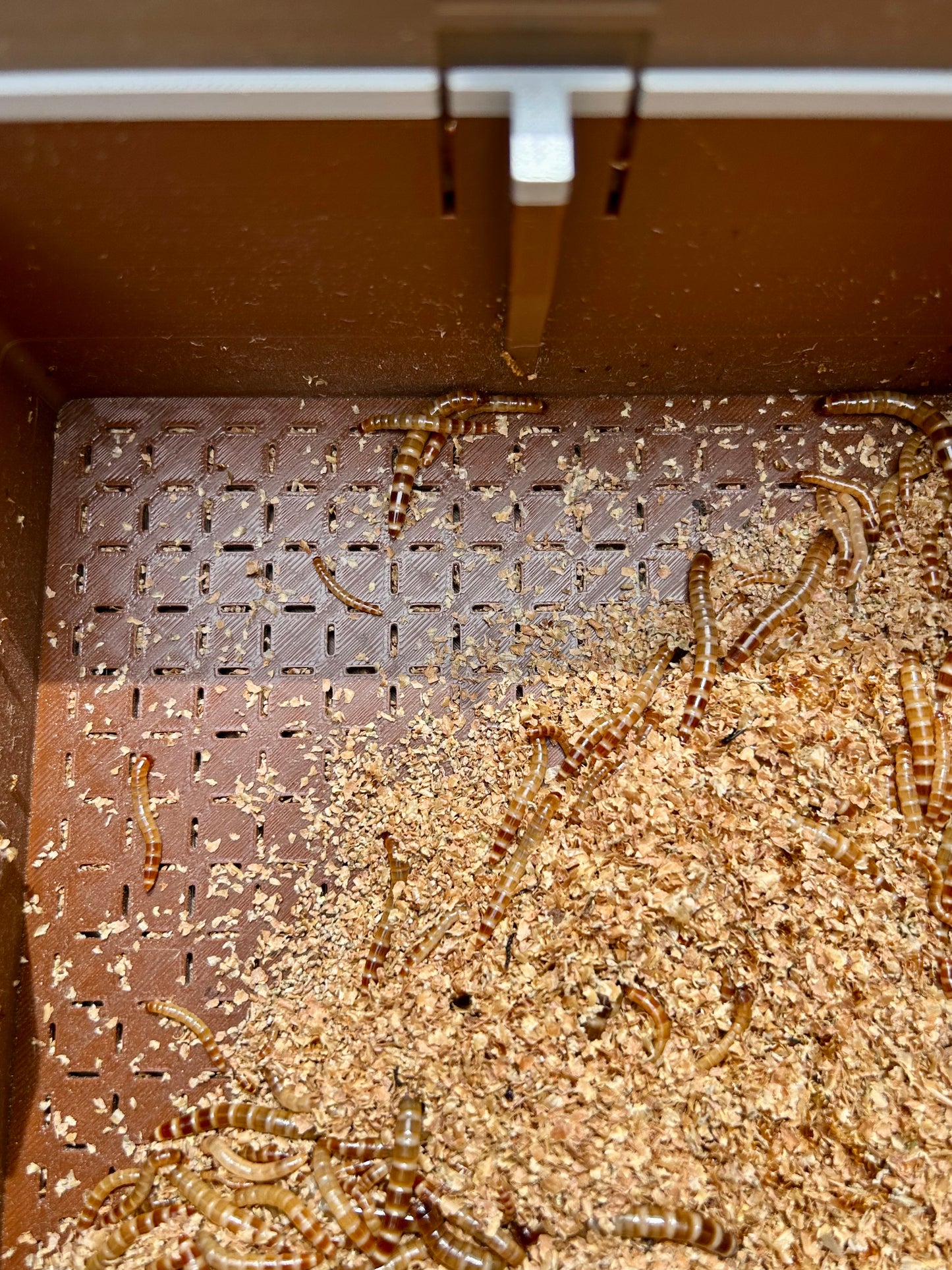 3-Tier Superworm Squirm Stack System