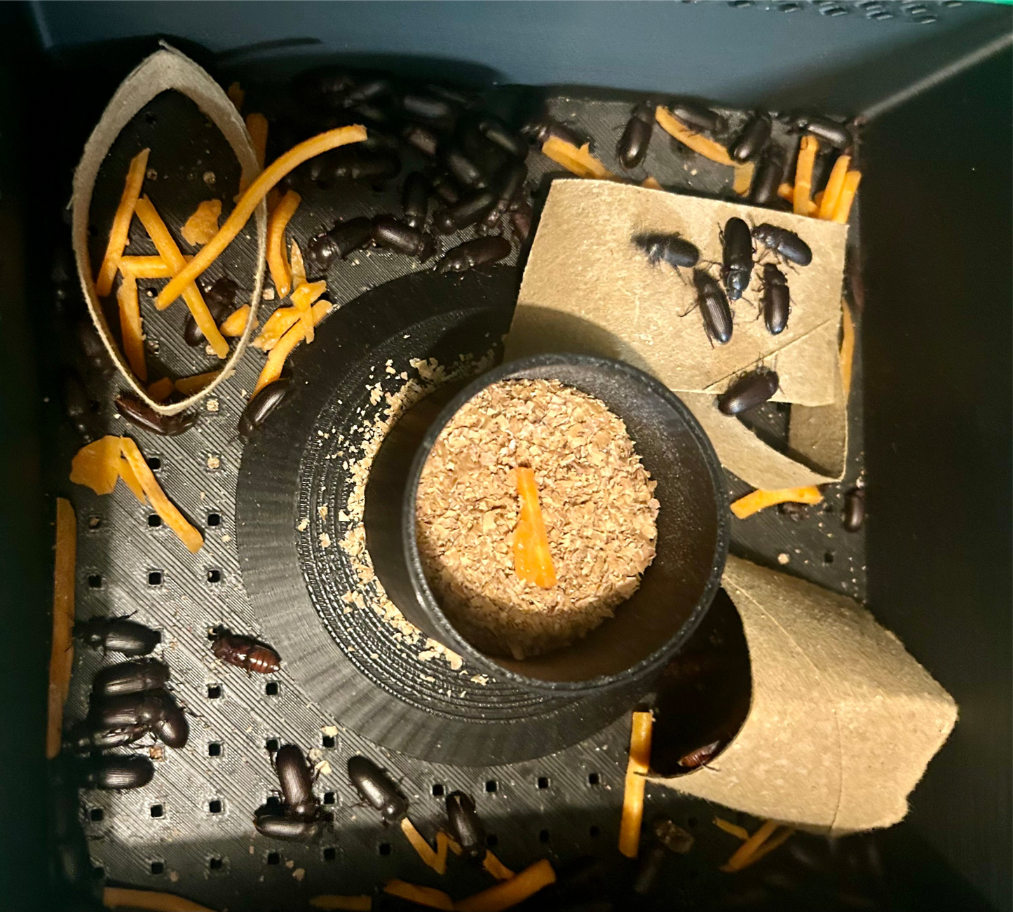 3-Tier Mealworm Squirm Stack System