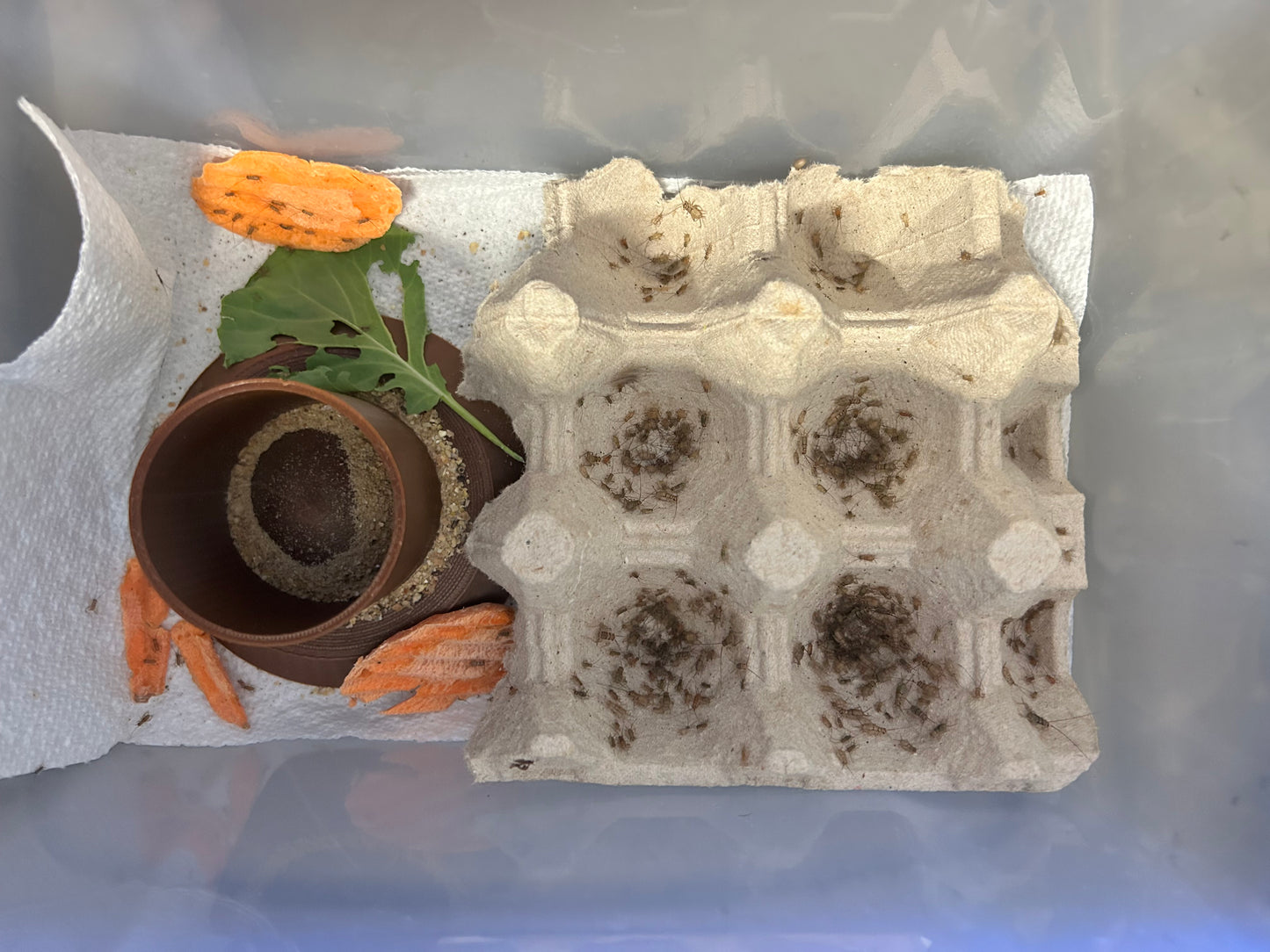 The Cricket Egg Guardian Lay Bin System