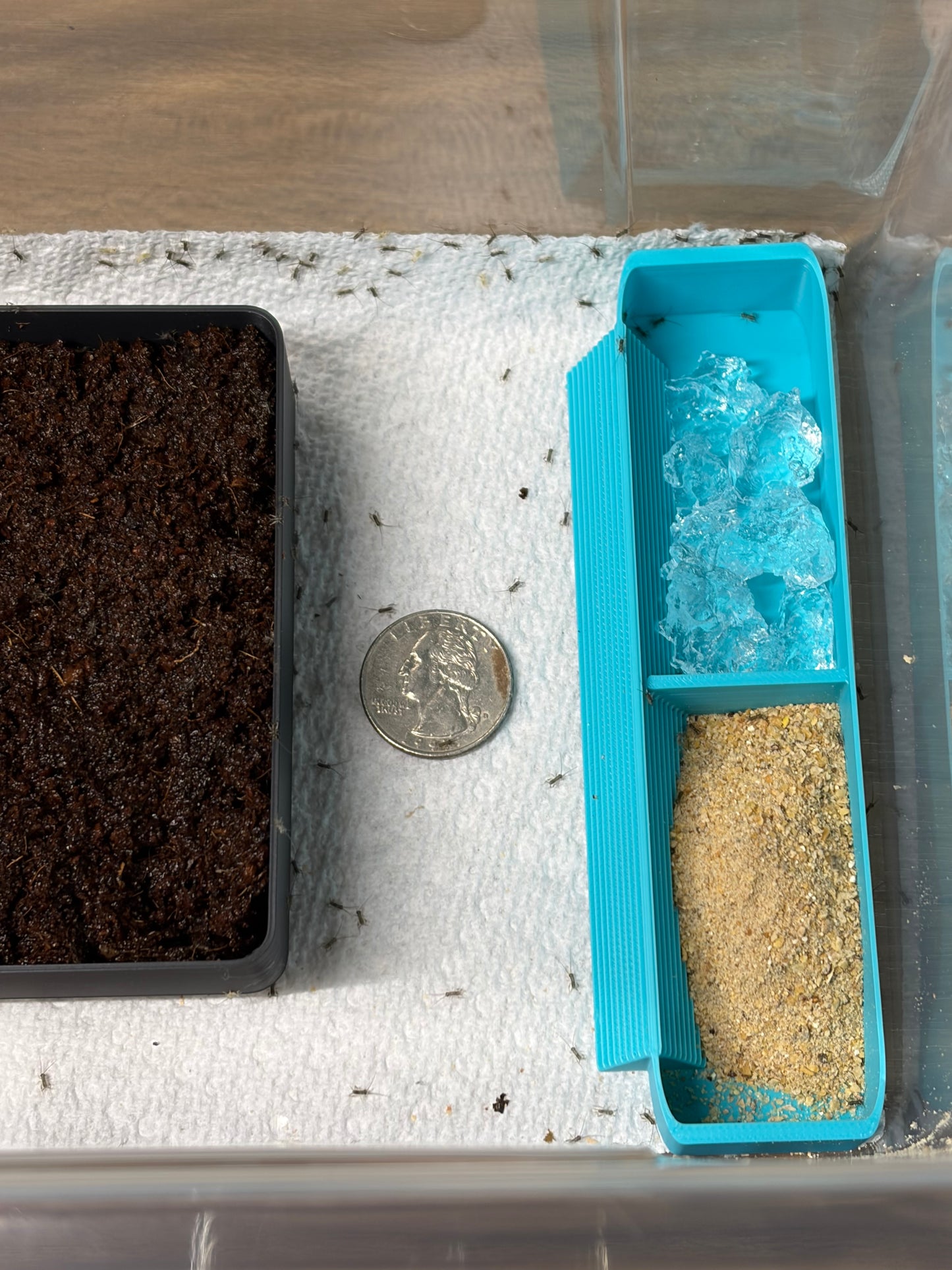 Cricket Egg Guardian™ Complete Breeding & Hatching System